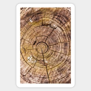 Tree Rings From Forest Harvest Sticker